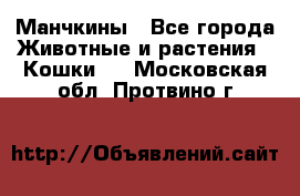 Манчкины - Все города Животные и растения » Кошки   . Московская обл.,Протвино г.